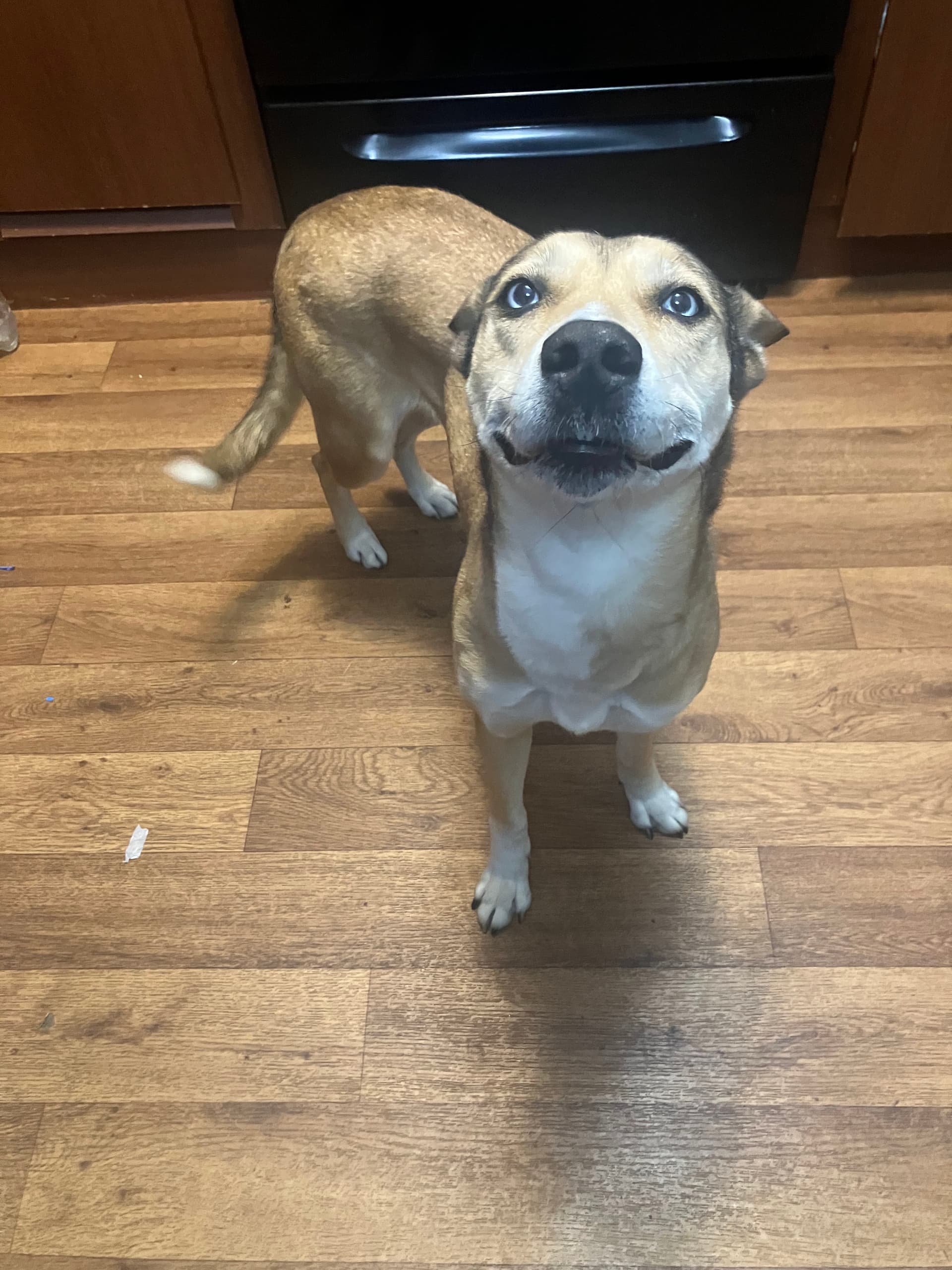 Dogwood Animal Shelter