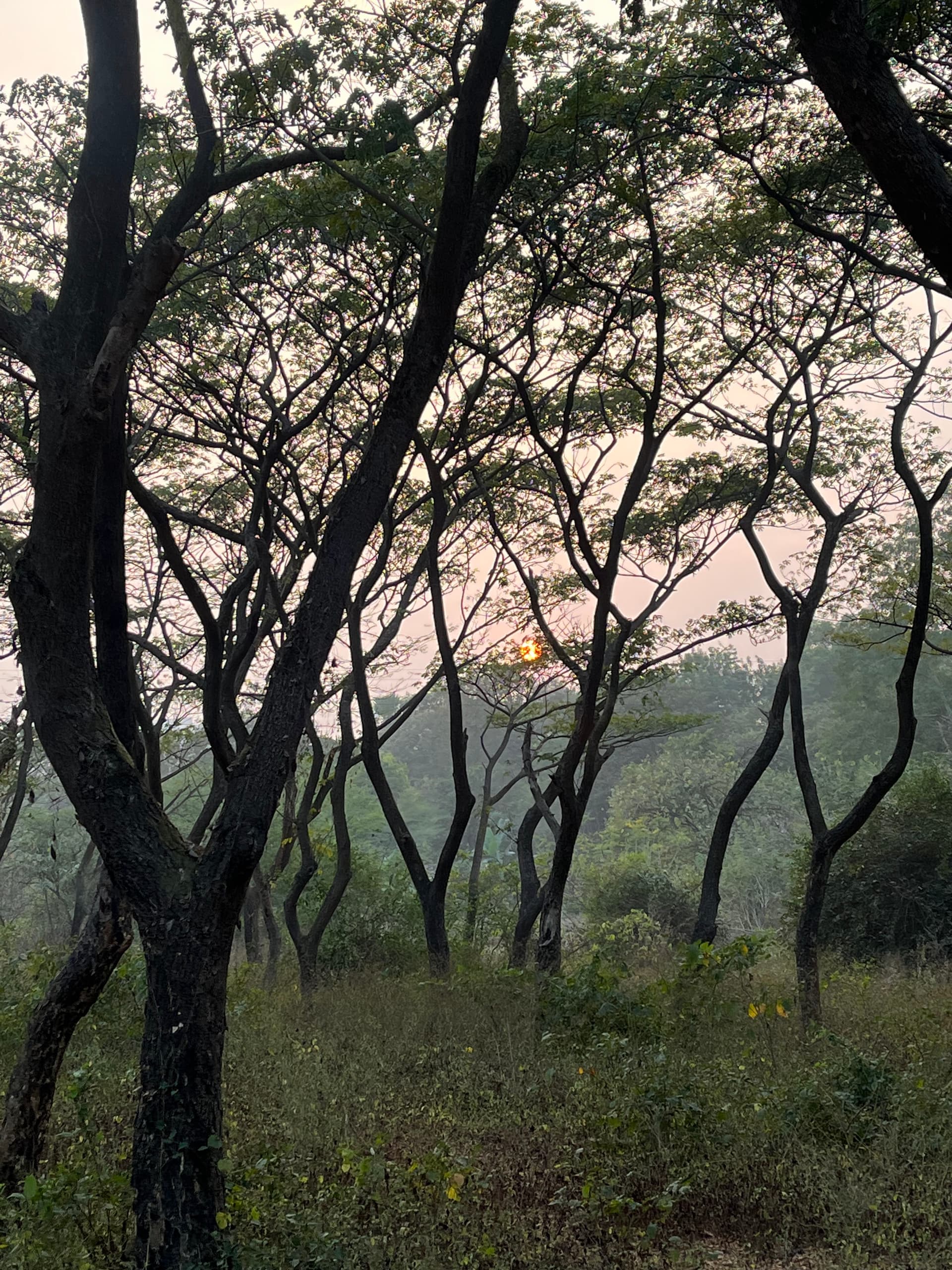 Aarey Milk Colony Running Trail