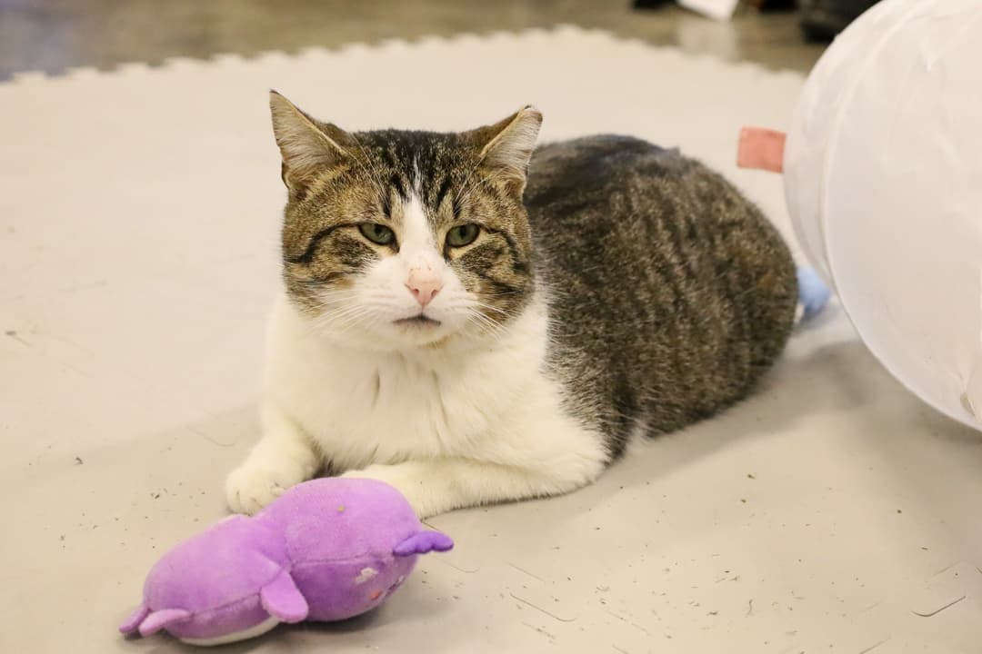 Best Friends Animal Society